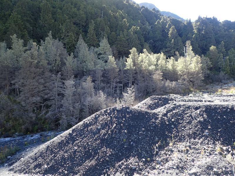 dead trees with a clear line above which lichen is still growing, below which the trees are bare