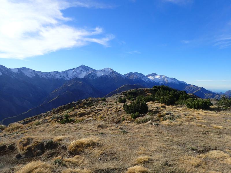 mountaintop with wilding pines, snowy mountain range in the distance