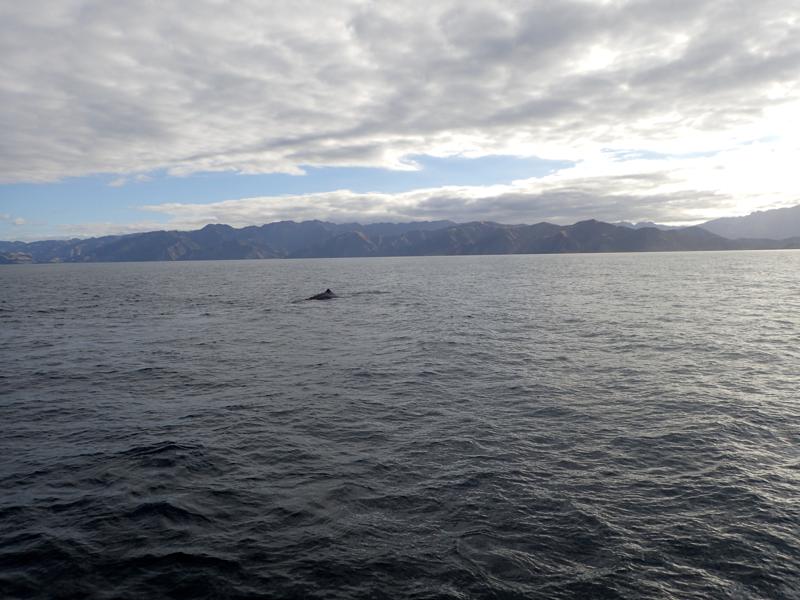 the back of a sperm whale emerging from the sea with mountains behind