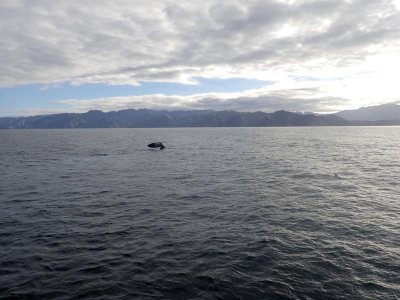 the tail of a sperm whale emerging from the sea with mountains behind