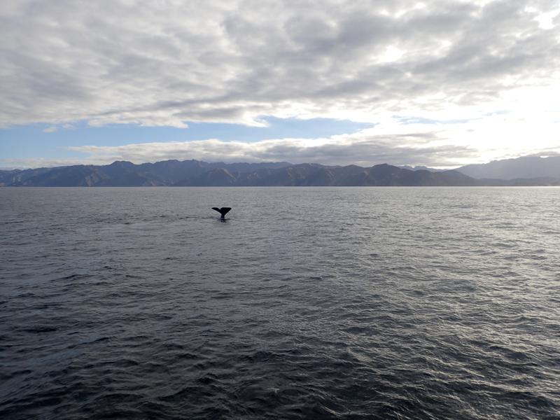 the tail of a sperm whale emerging from the sea about to dive down with mountains behind