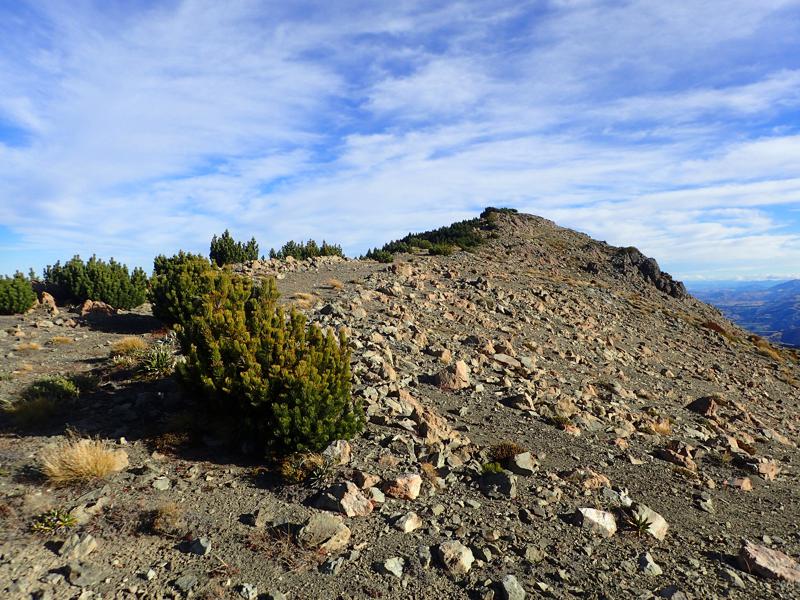 short scrubby pines growing up through loose rock on the mountain top