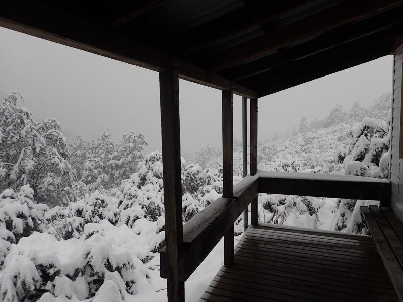 snowy covered trees and bushes viewed from a balcony