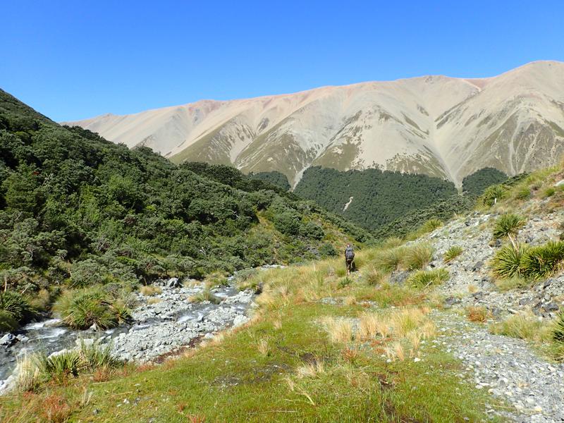 a hiker descending into the bush beside a stream