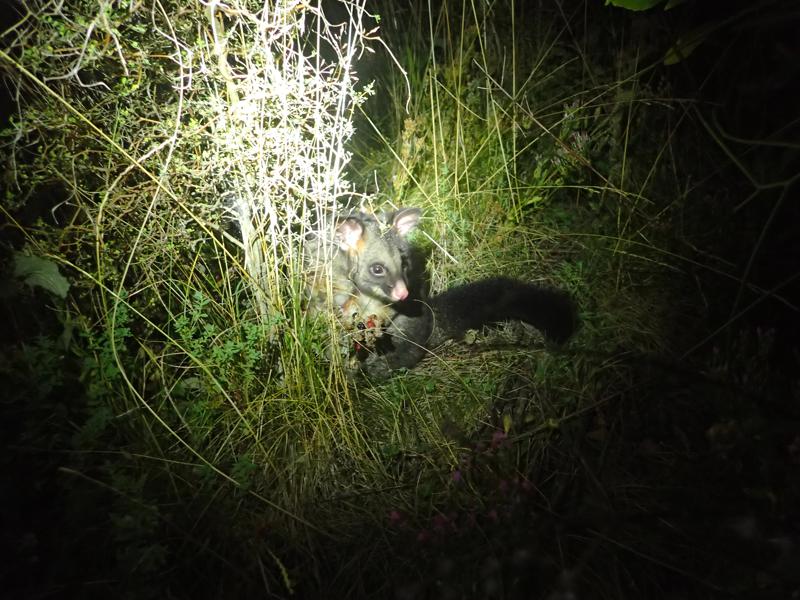 Possum illuminated in a torch beam