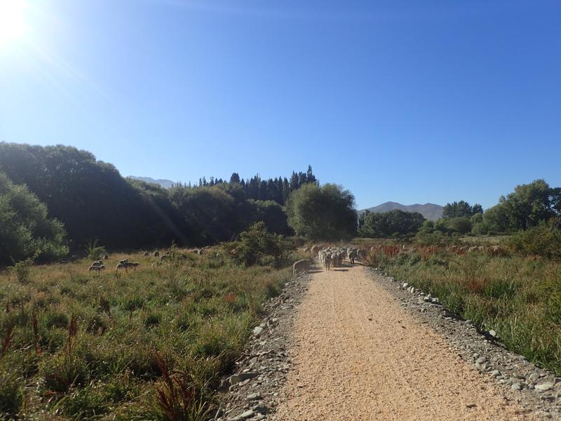 Sheep on a gravel path with blue sky