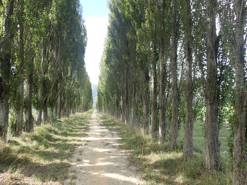 Straight gravel track between two rows of trees