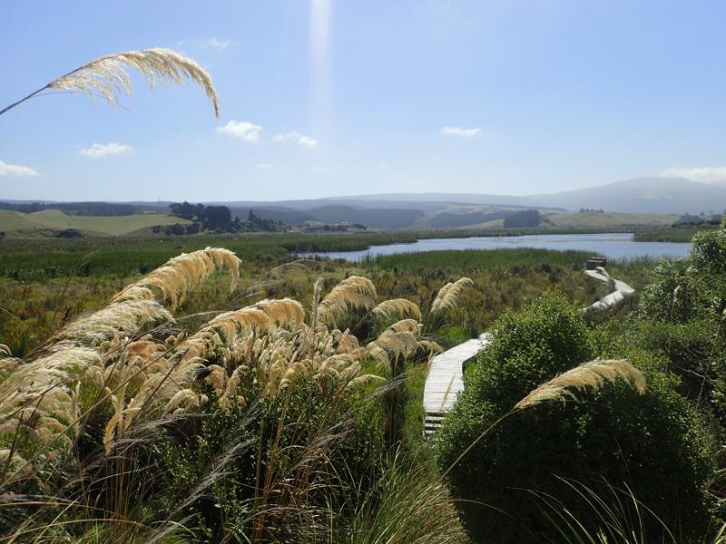 Wetlands and a wooden walkway in sunshine
