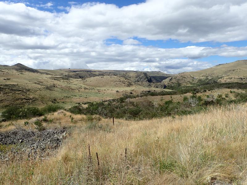 Tussock and trees with clouds and blue sky